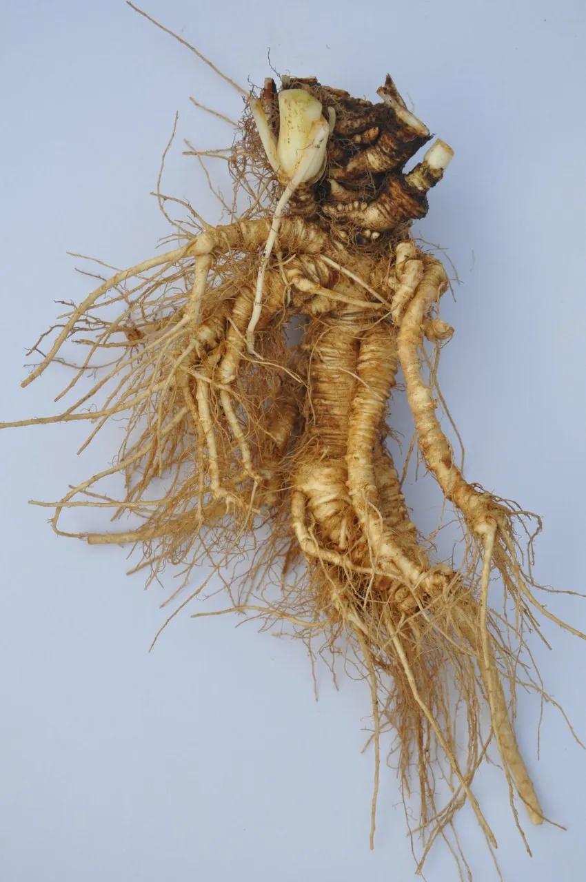 硬核整顿！高清中药教材原植物彩*图色**谱（四期）