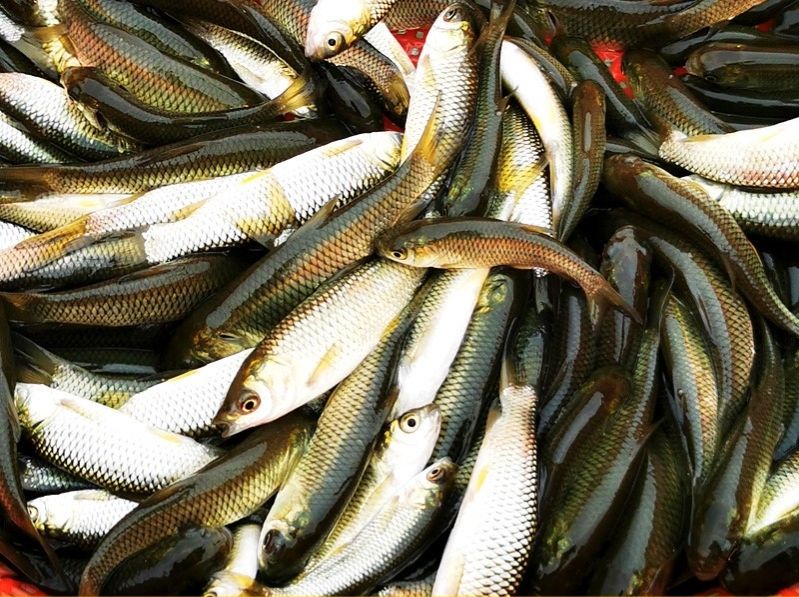 适合农村在家创业的小本生意,农村人创业该做什么生意好