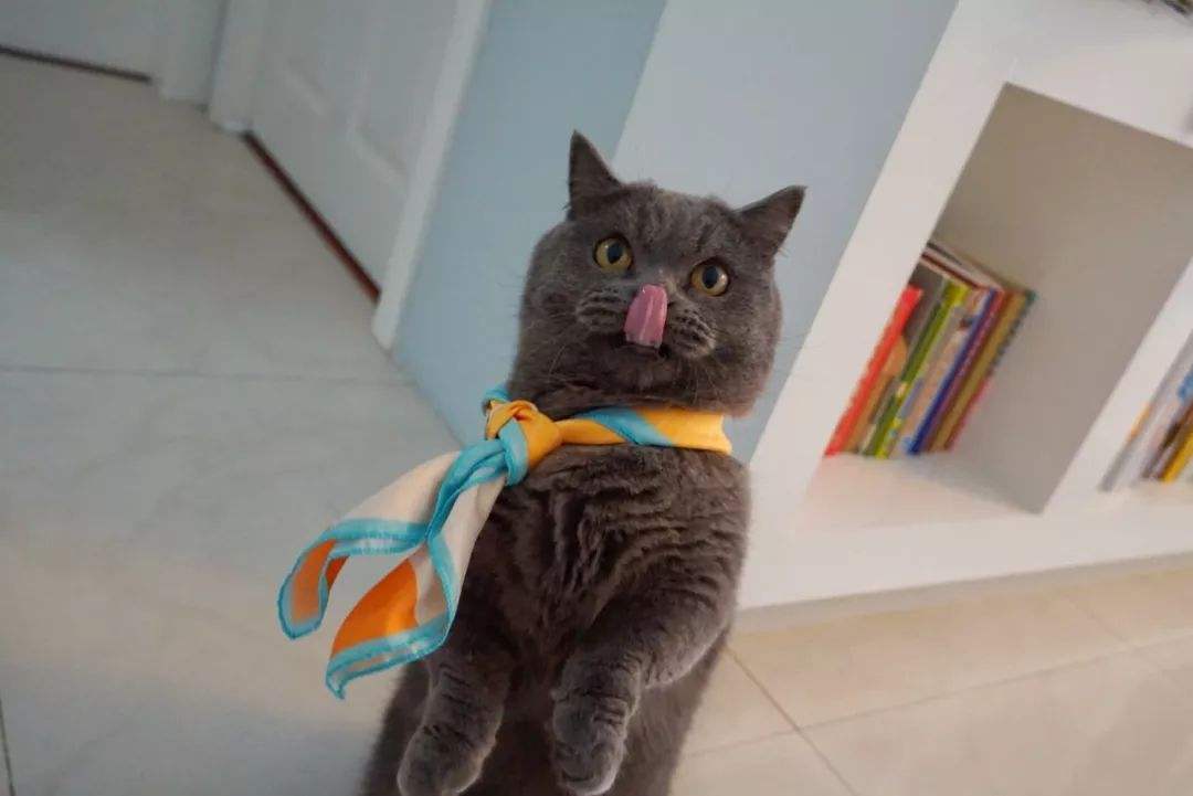 英短猫哪种花色不推荐,英短蓝白猫咪尴尬期前后对比