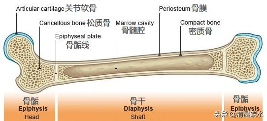 真正能让青春期孩子长高的方法,适合青春期的小孩快速长高的方法