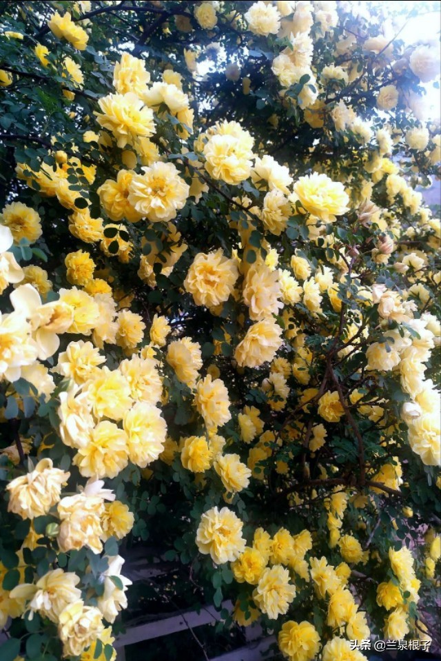 最美黄玫瑰,歌曲黄玫瑰你最美