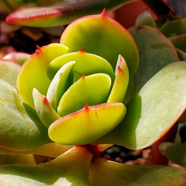 记录多肉长大的全过程,记录所有多肉成长过程