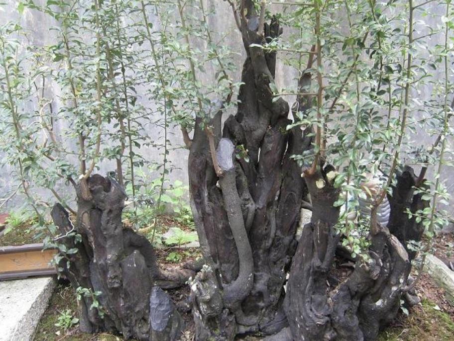 山上哪些树有盆栽价值,农村路边发现盆景老桩