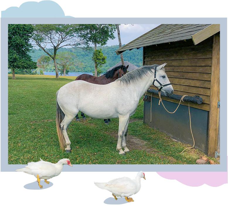 瓦努阿图游隼,瓦努阿图去哪里玩