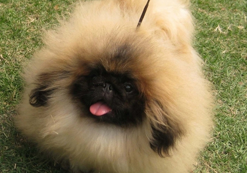 怎么判断北京犬得了什么病,举出10种特殊品种犬易患疾病