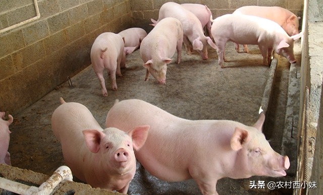 猪高烧不退是啥病打什么药,猪持续高烧不退怎么办