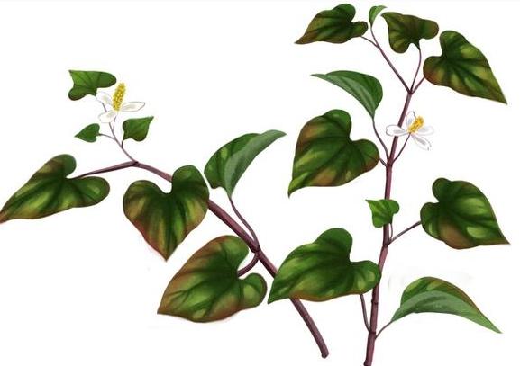 整合——28种青草药，赶快收藏备用！