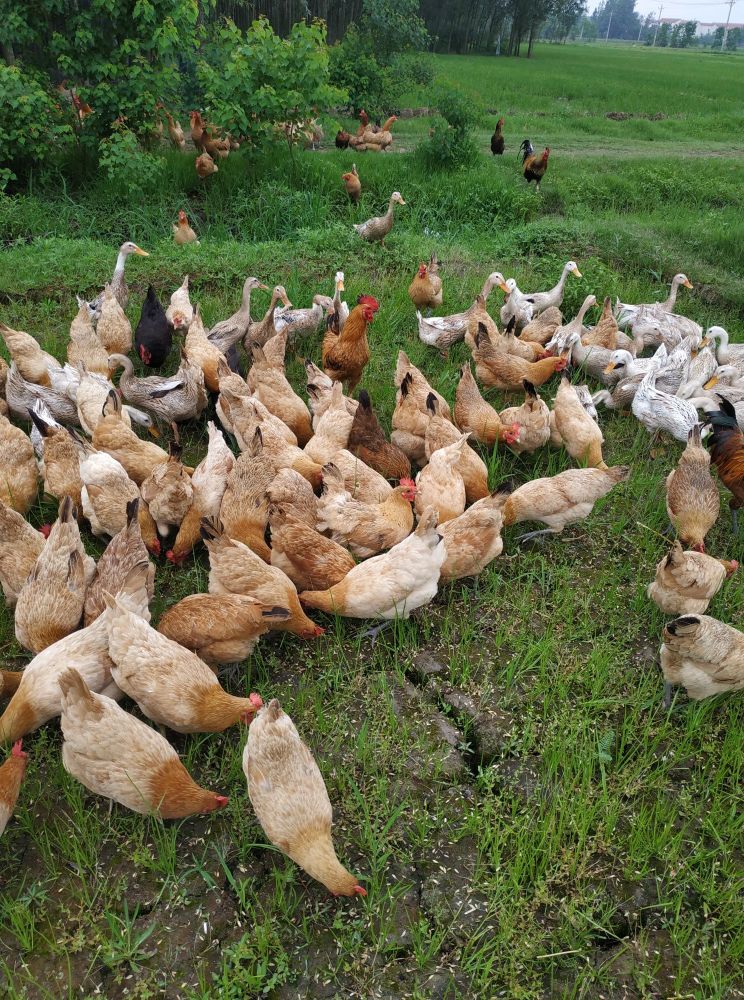 返乡创业农村生活现实记,农村生活与创业之路欢迎进来交流