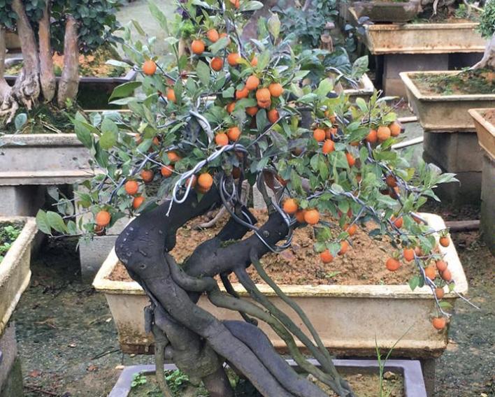 山上哪些树有盆栽价值,农村路边发现盆景老桩