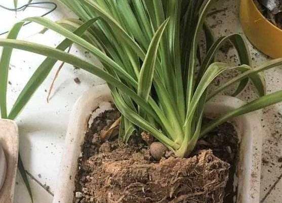 炎热夏季金边吊兰怎么养,金边吊兰盆栽怎样养护和注意事项