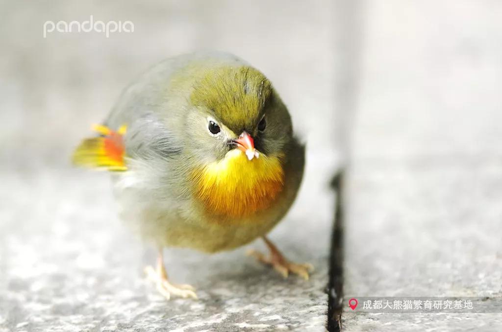 四川熊猫麻将怎么打,打熊猫麻将的诀窍