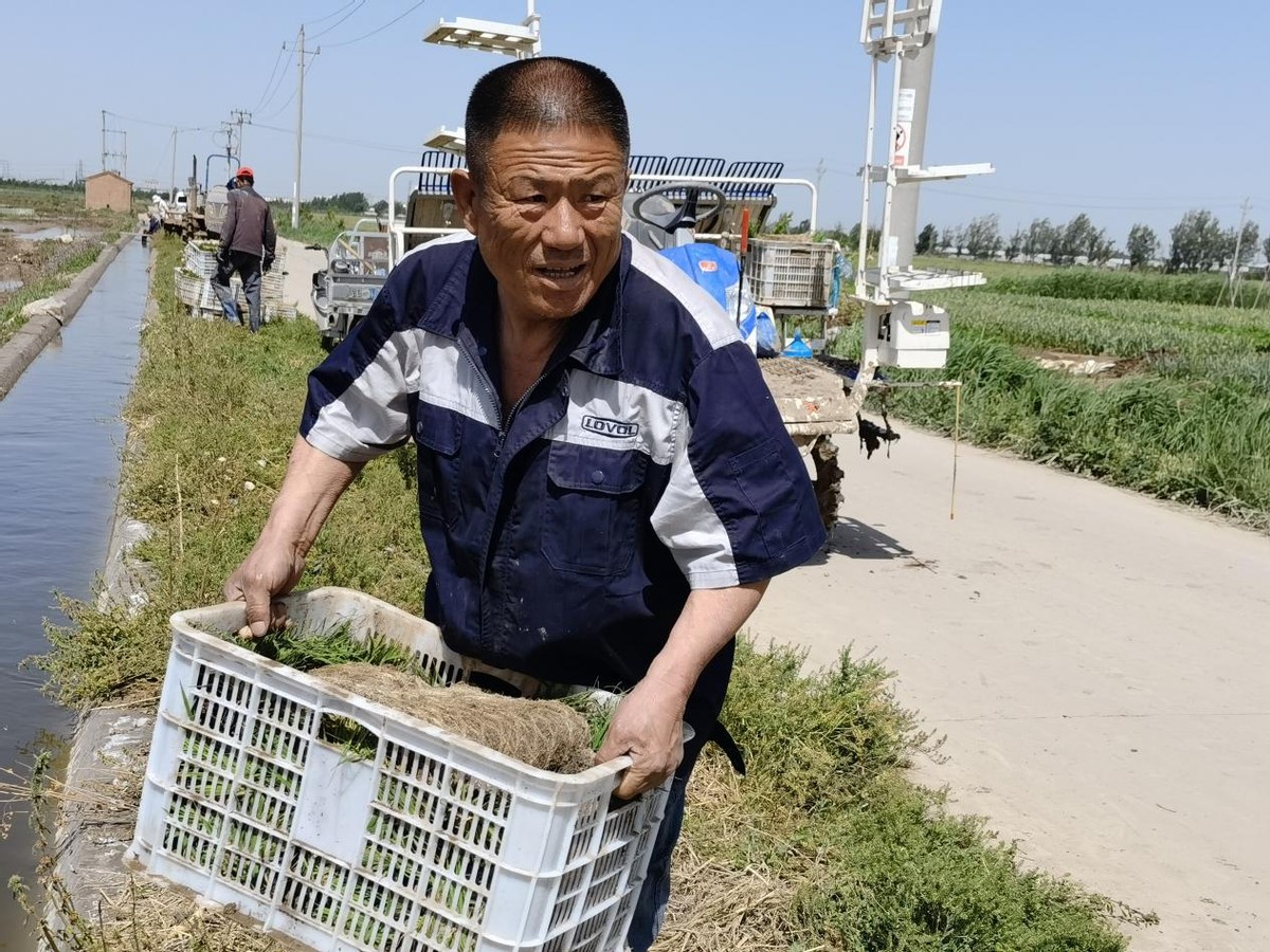 绘就乡村振兴壮美画卷,特点水稻种植绘就乡村振兴画卷