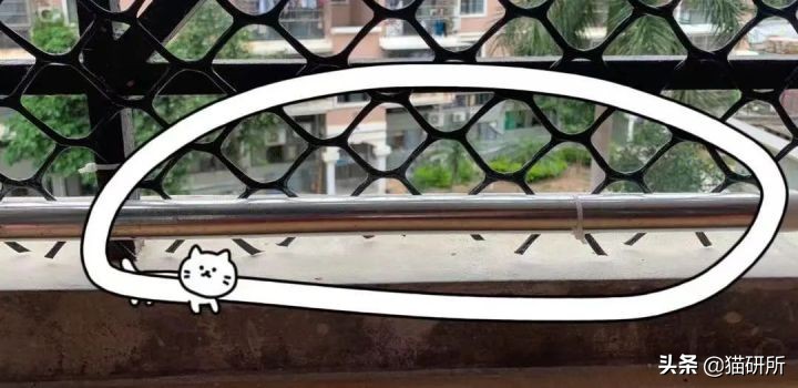 高层养猫到底要不要封窗,封窗养猫