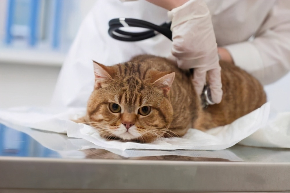 猫尿频尿少会自愈吗,蓝白猫公猫尿频尿血