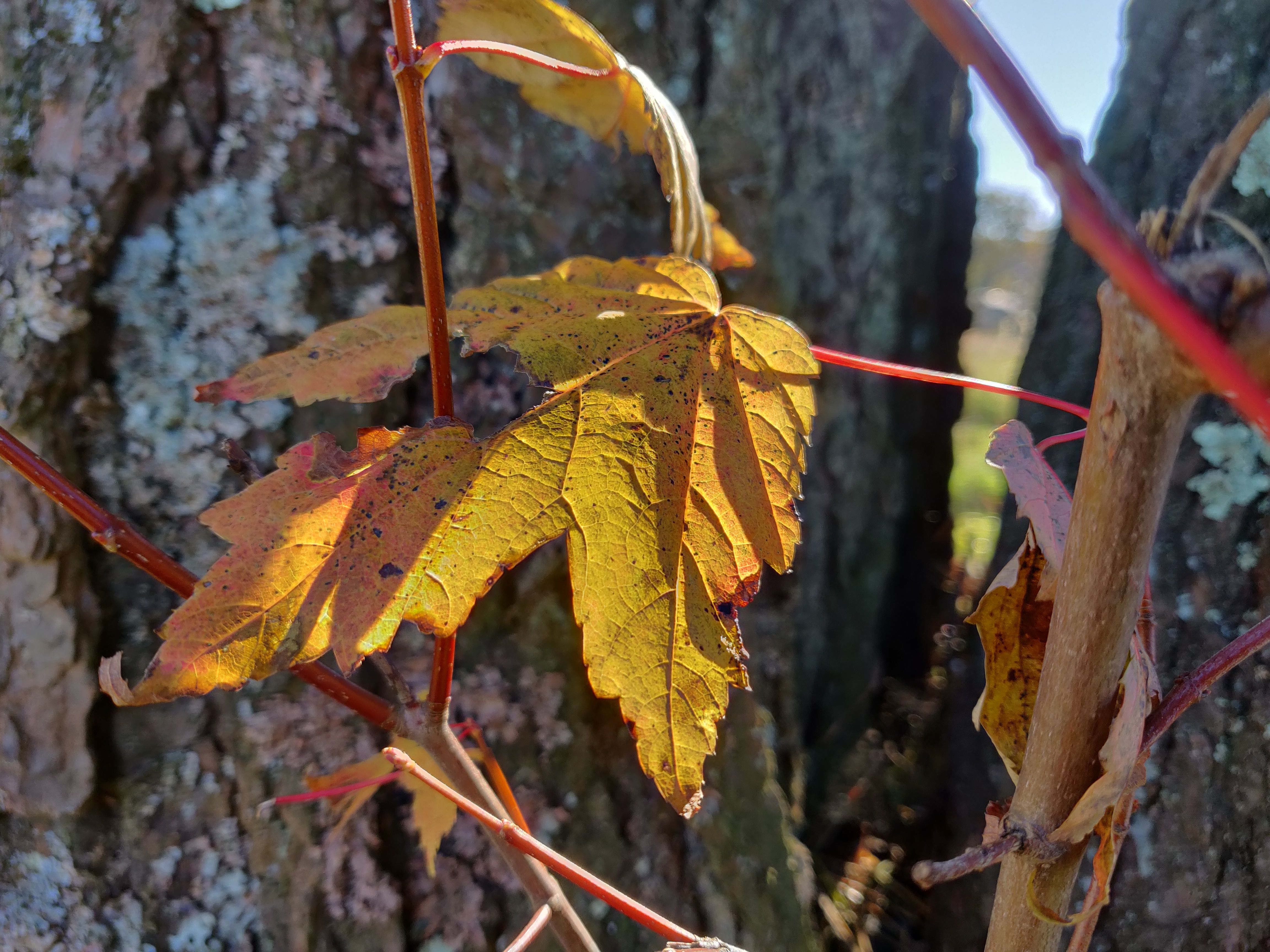 一加6t深度测评优缺点,一加6t旗舰版评测