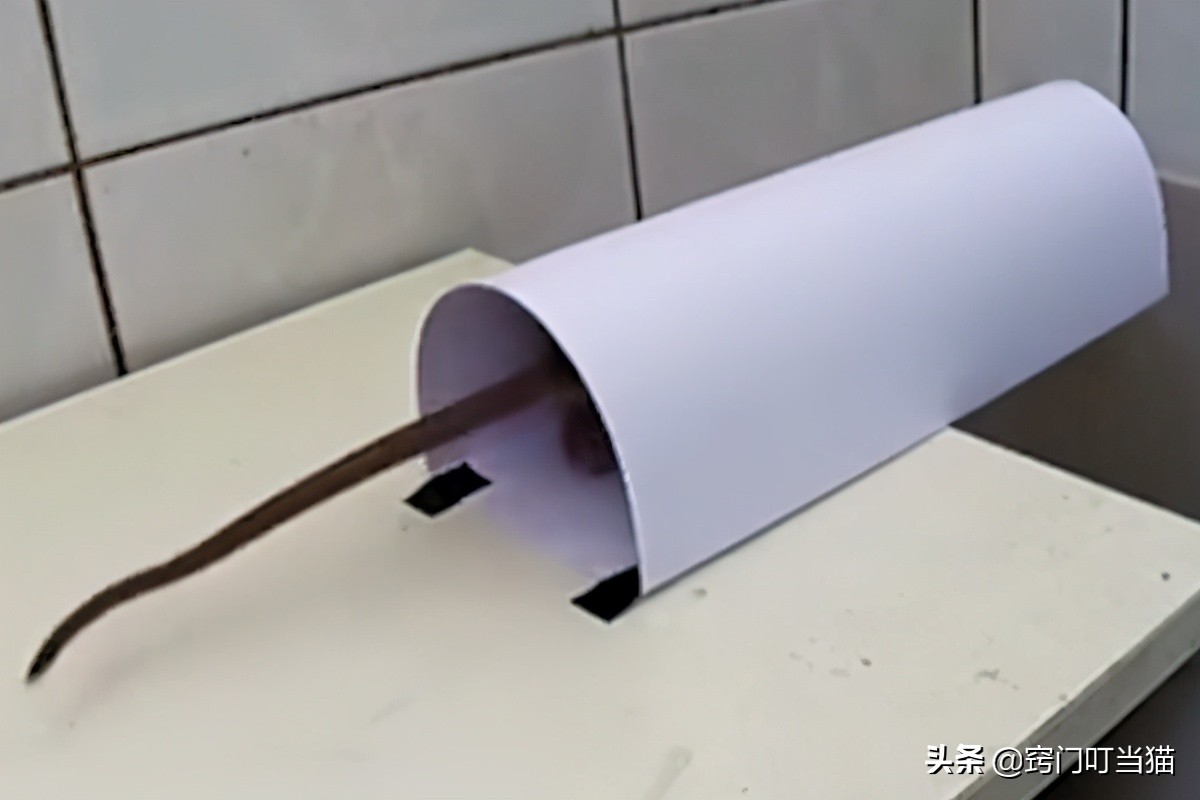 家里有老鼠最好用什么方法抓老鼠,家里进老鼠了该怎样抓老鼠呢