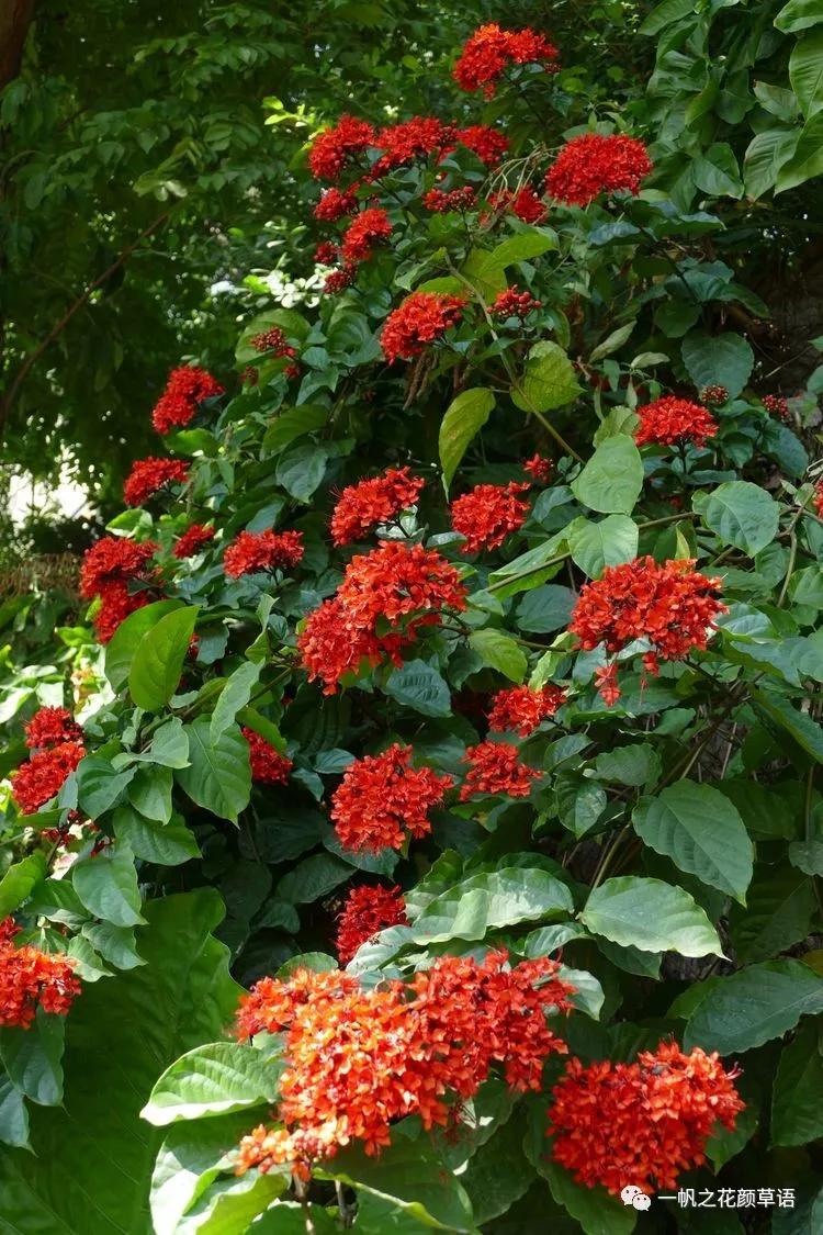 美丽赪桐（Clerodendrumspeciosissimum）
