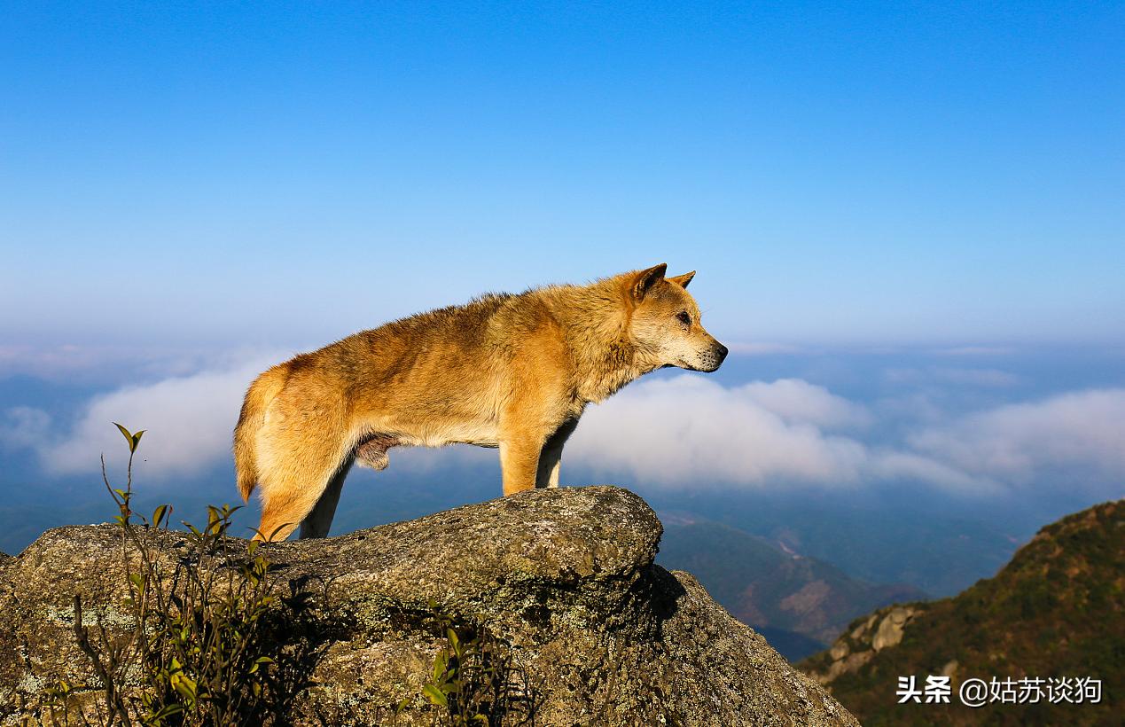 土狗毛多的好还是毛少好,农村土狗为什么越来越少