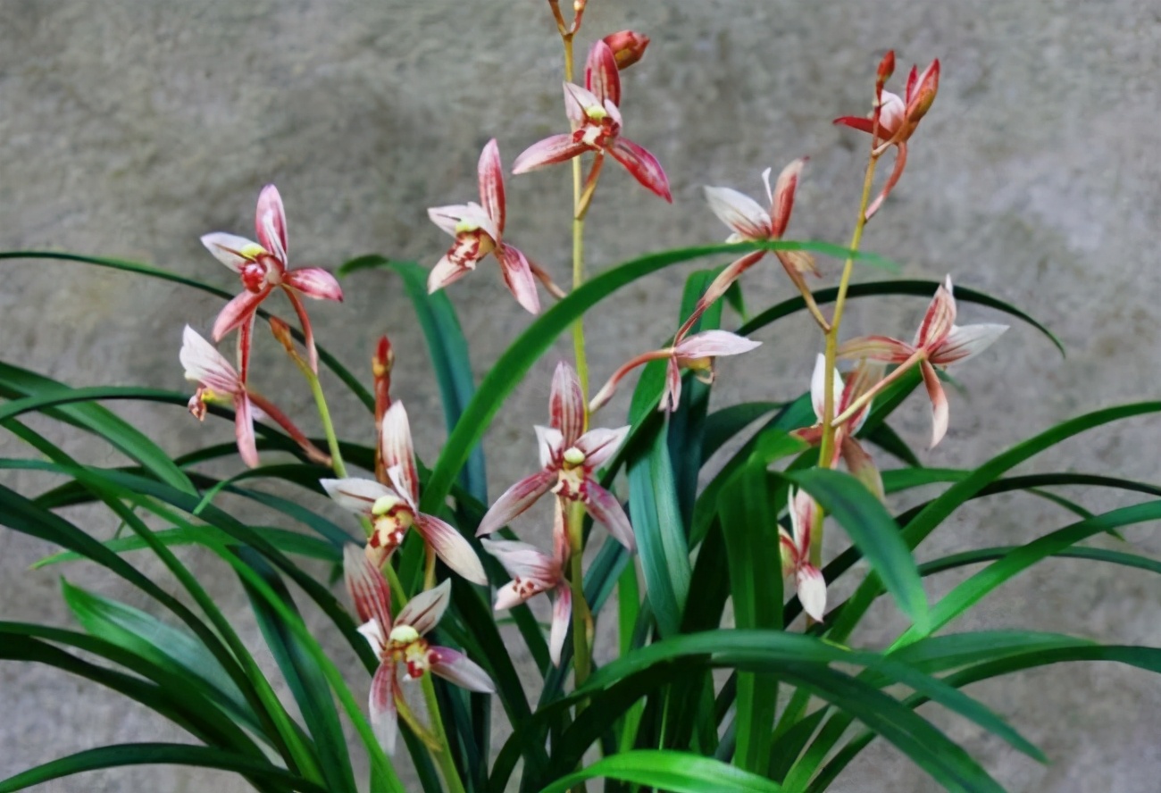 十三种最值得买的兰花黑马,最掉价的六种兰花