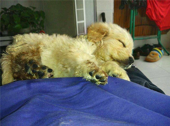 幼犬感染犬细小后并不会变得“又细又小”，其实犬瘟热才是