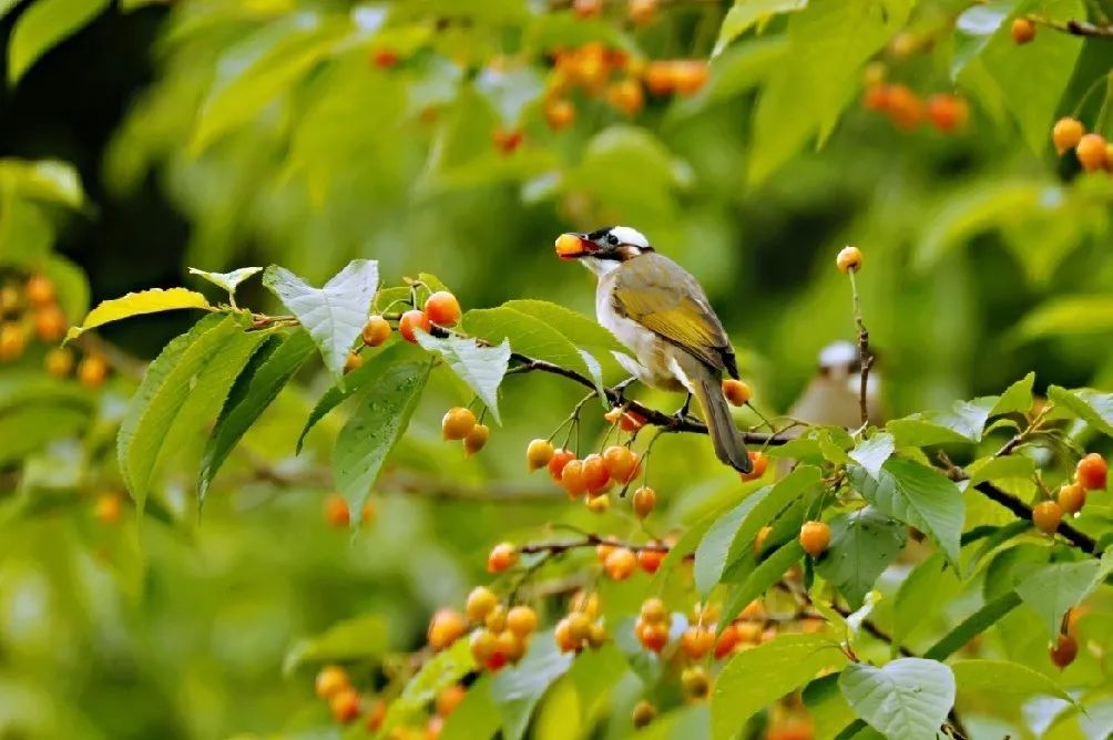欣赏西湖的全景太美了,西湖美景实在美怎么也看不够