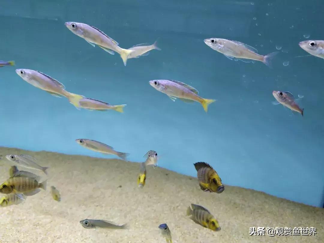 梦想的三湖世界持续建设中……方位：中国天津