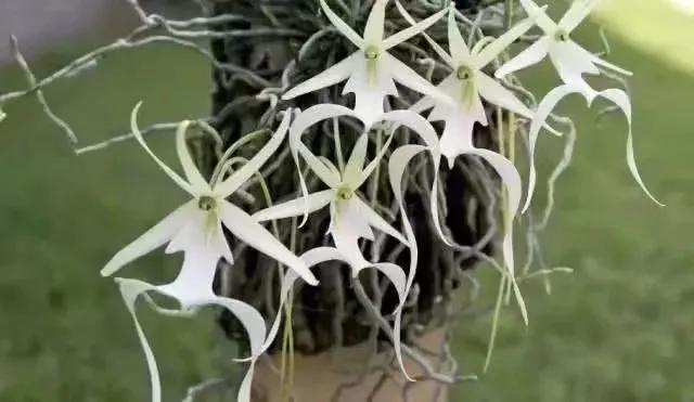 世界上最华丽最高贵的花,世界上最高贵最漂亮的60朵花