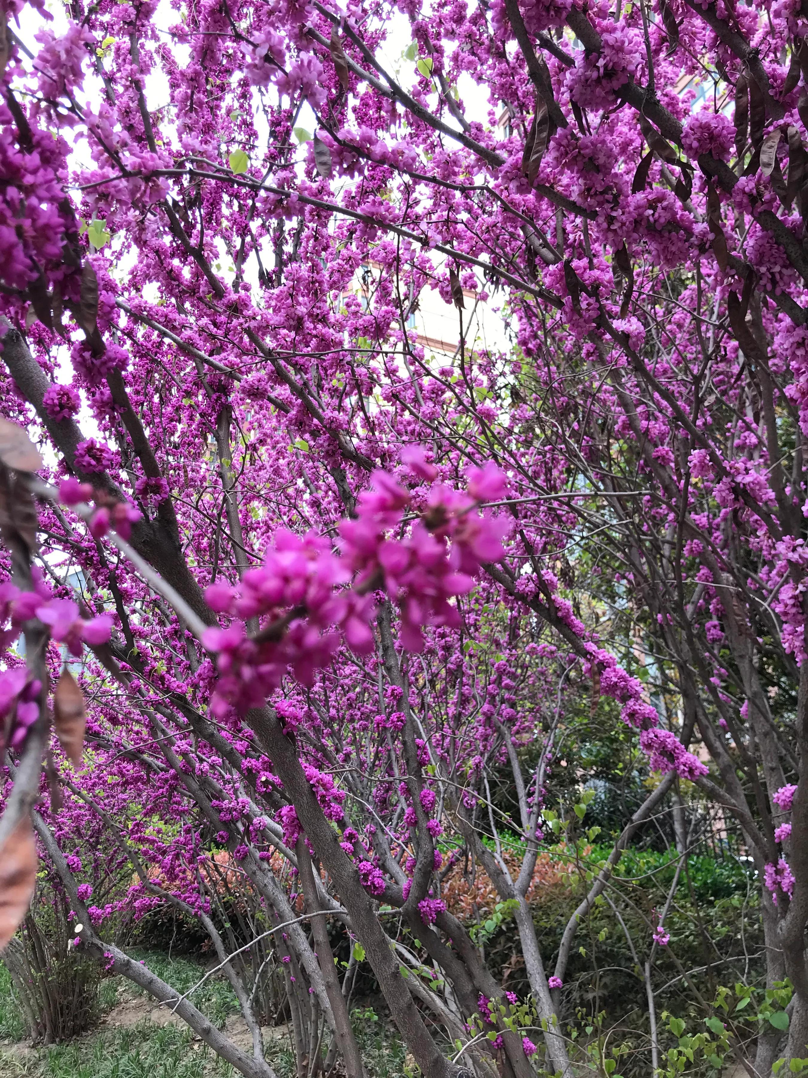 山东济宁方言土话大全,爸气十足一类的词语