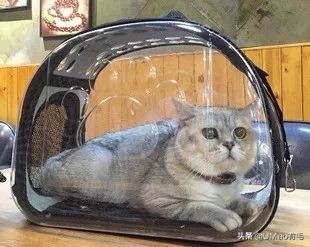 李佳琦叫卖都不管用！双十一猫咪用品这些坑得避