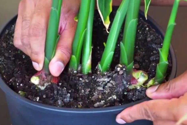 如何种生姜阳台盆栽生姜,生姜如何种植成盆栽