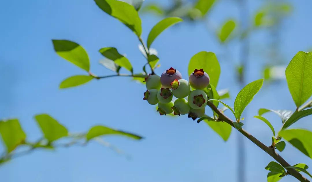 建一座完全不打药的生态花园，所有生命在这里和谐共处，值得收藏