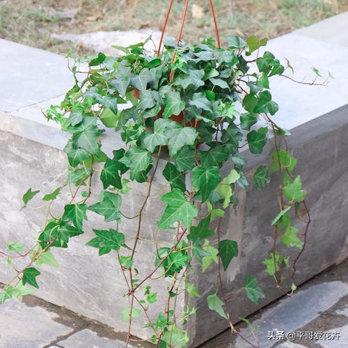什么花除甲醛最有效,什么花净化空气除甲醛最好