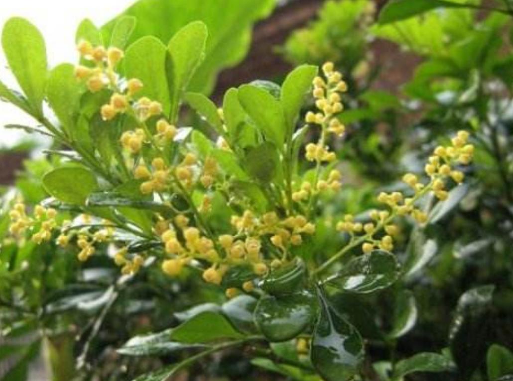 米兰开花季节的养护方法,米兰开花季节的养护与管理