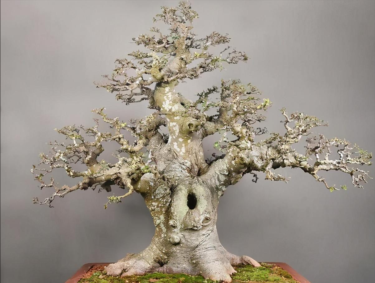 朴树下山桩上盆后如何裁枝,朴树适合种什么盆景