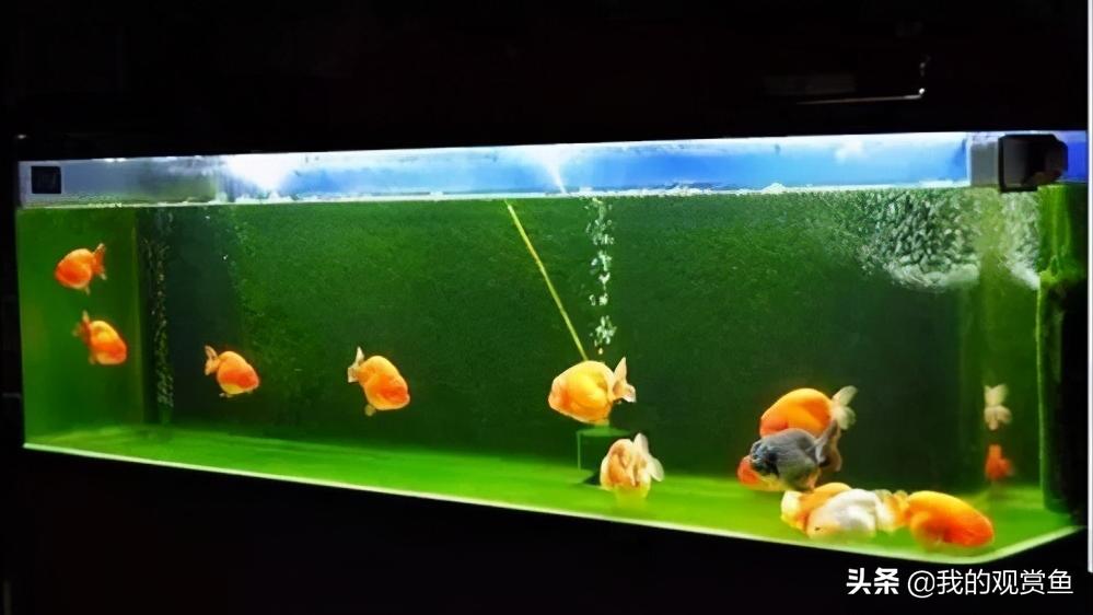 新手怎么才能把金鱼养好,养金鱼怎么才能让金鱼活得更久