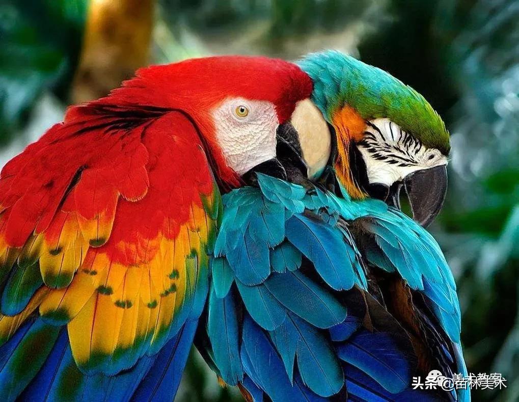 小鹦鹉学飞怎么画好看,鹦鹉有什么本领简笔画