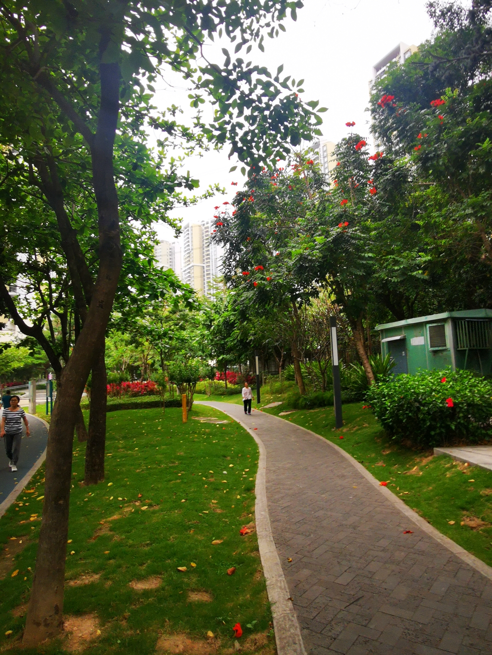 即便是阴天，也挡不住深圳如画的春景！这座城市的绿化真的可以