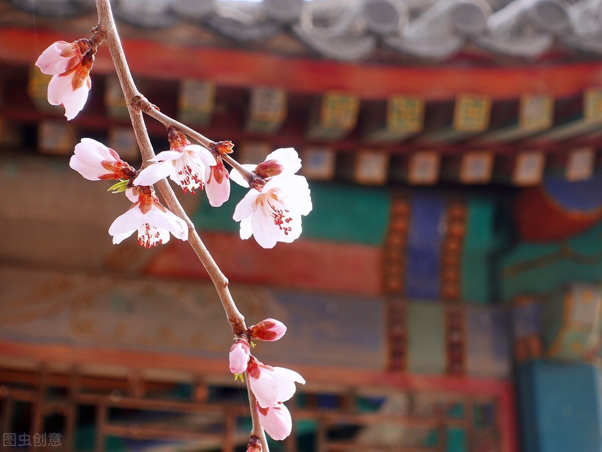 诗词里的春天作文600字,诗词里的春天的手抄报