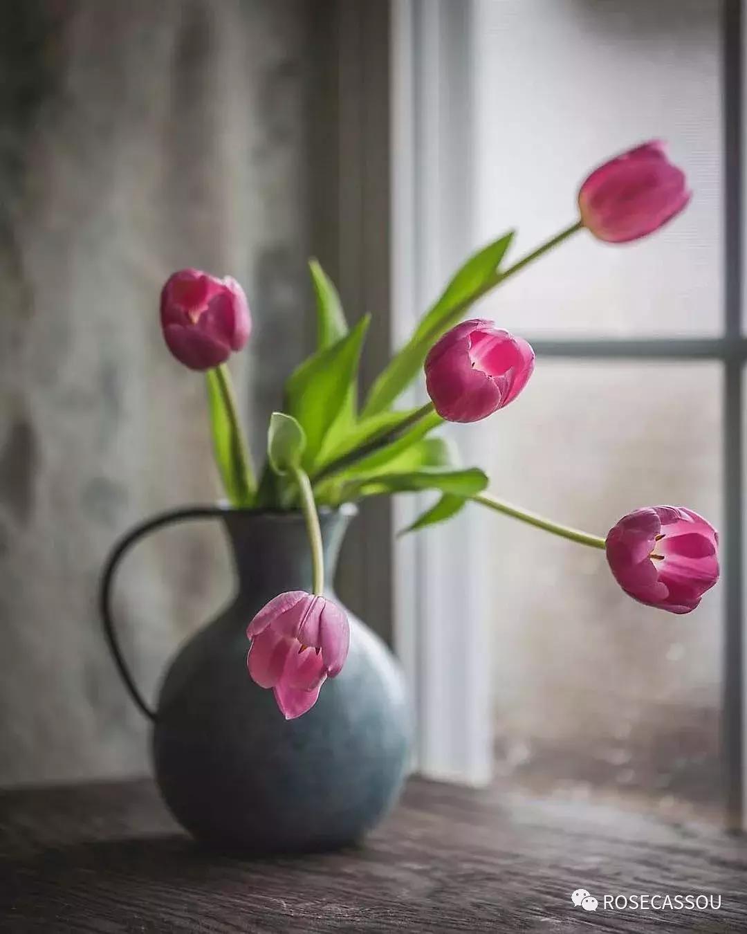 西柚慕斯郁金香花语,蕾丝郁金香花语