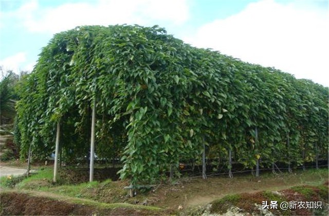 淮山高产施用微量元素方法,淮山高产优质栽培技术研究