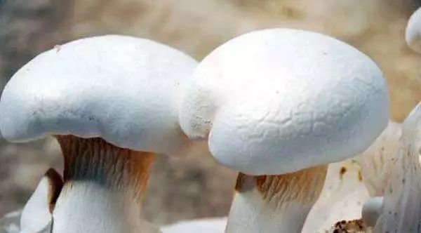 全国各地最全特产,全新疆特产