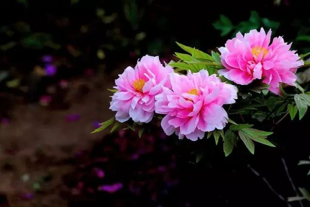 中国十大名花你认识几种呢,中国十大名花你喜欢哪种呢