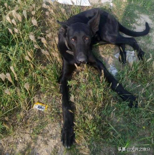 中国最优秀的5大狼犬,进入中国第一只黑色东德牧羊犬