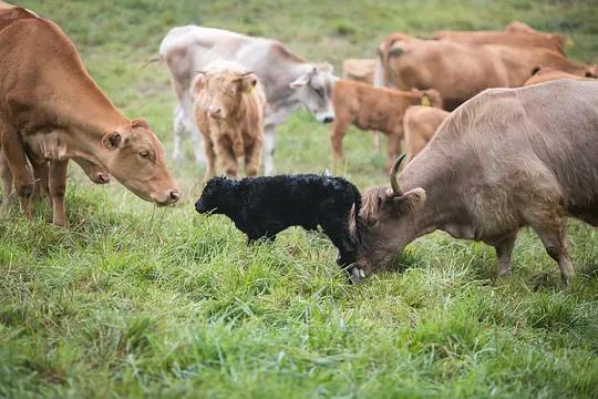 不用农药，让超1000种动植物生态平衡，这次美国人真的做到了