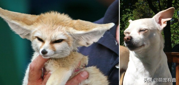 奇异宠物打碎我们的固有认知,辟谣奇异生物