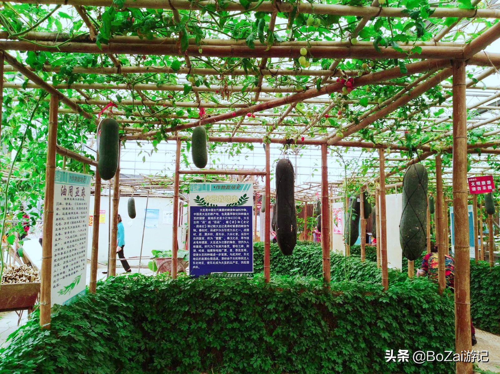 广西南宁市旅游攻略必玩的景点,广西南宁旅游景点大全自驾游