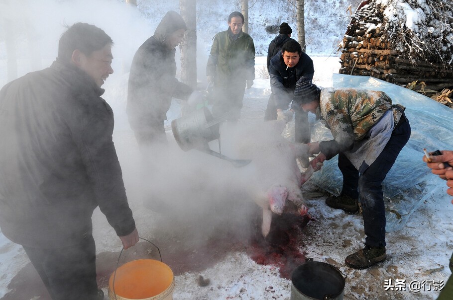 南方人感受东北杀年猪,冰天雪地杀年猪热气腾腾东北味