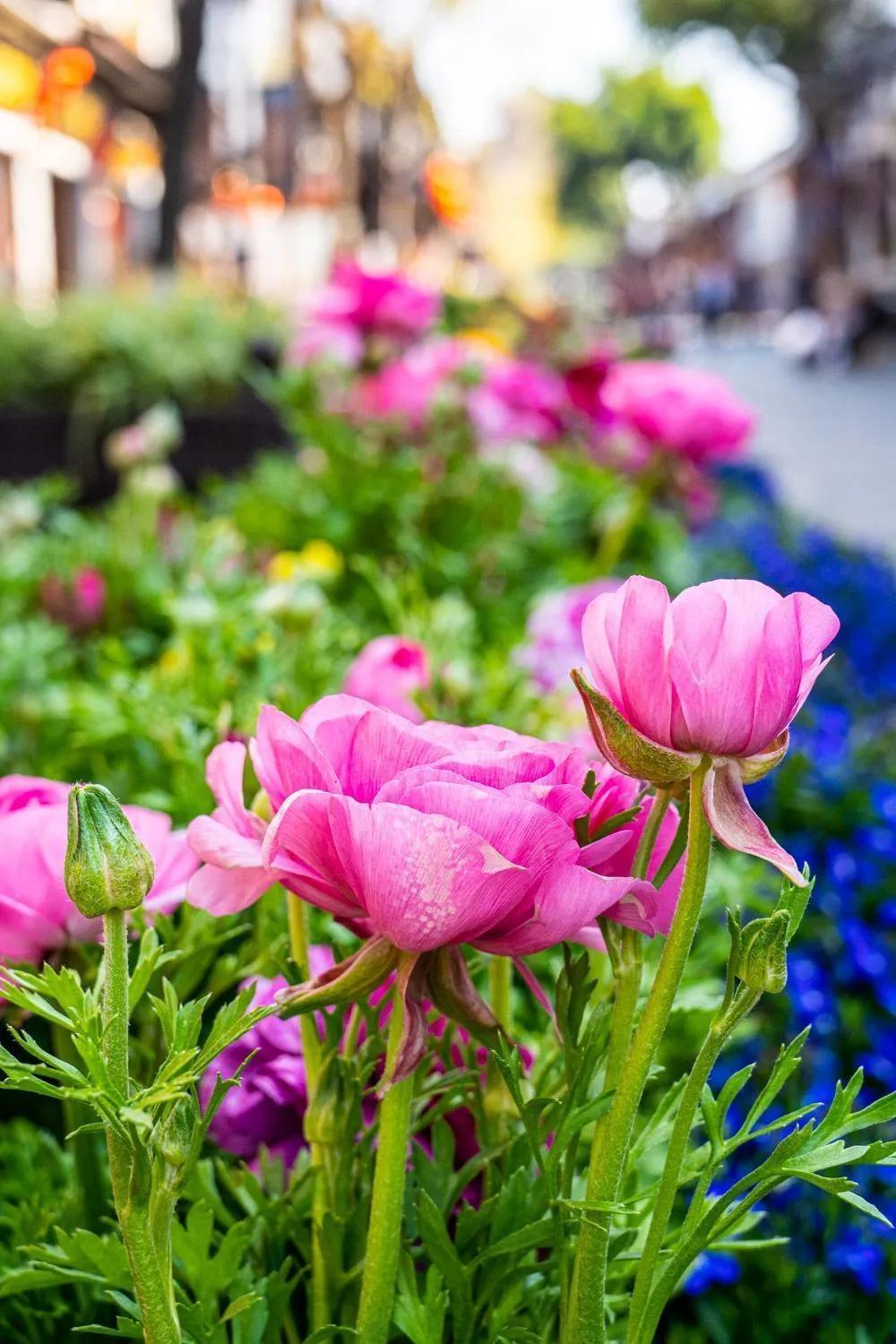 瞧！这花花世界谁不爱