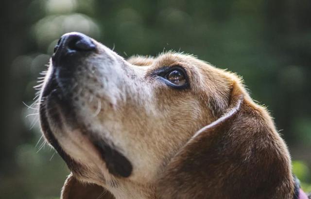 狗狗干眼症导致双眼失明能治好吗,狗狗干眼症是不是泪液堵塞了