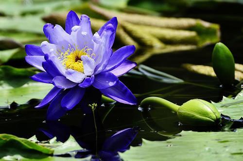 莫奈作品高清大图名画睡莲,莫奈的画高清大图睡莲